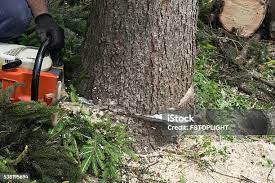 Best Hazardous Tree Removal  in Sandy Springs, GA