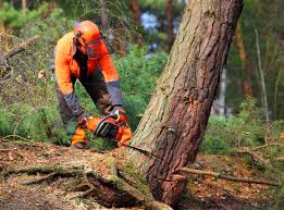 How Our Tree Care Process Works  in  Sandy Springs, GA