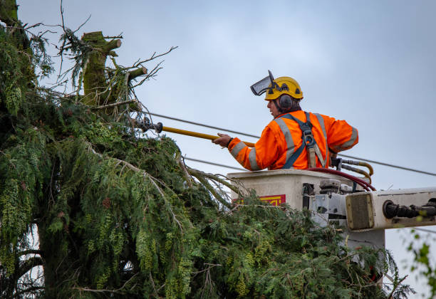 Best Root Management and Removal  in Sandy Springs, GA