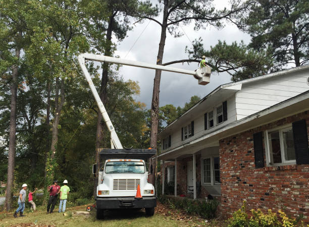 Best Commercial Tree Services  in Sandy Springs, GA