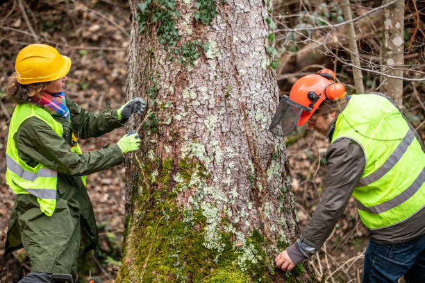 Trusted Sandy Springs, GA Tree Care Experts