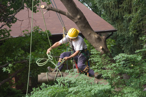 Best Tree Risk Assessment  in Sandy Springs, GA