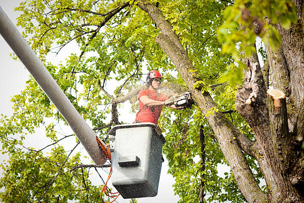  Sandy Springs, GA Tree Care Pros