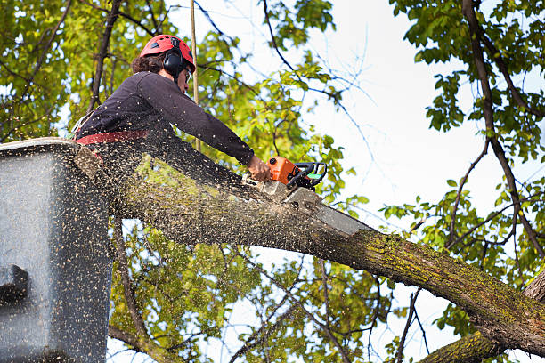 Best Arborist Consultation Services  in Sandy Springs, GA